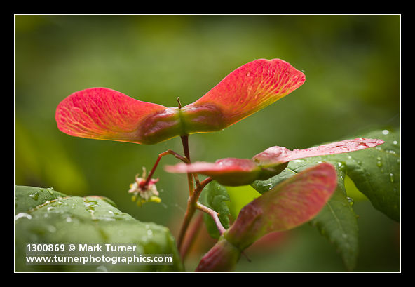 Vine Maple winged samaras detail, backlit