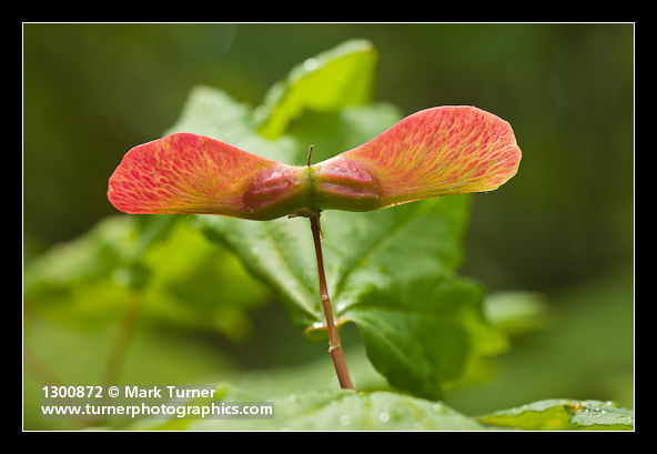 Vine Maple winged samaras detail, backlit