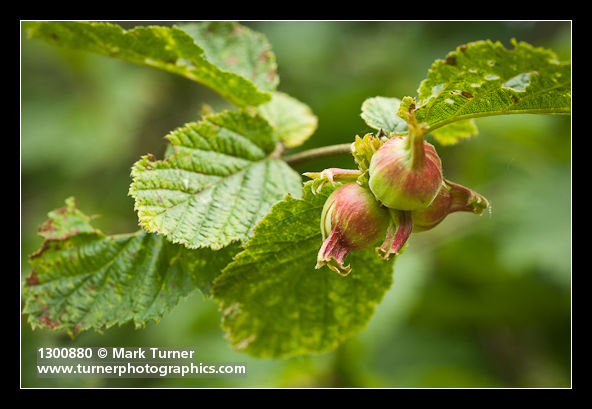 Beaked Hazelnut immature fruit detail