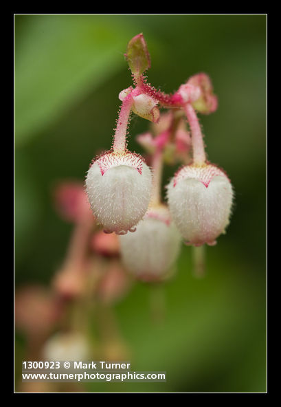 Salal blossoms detail