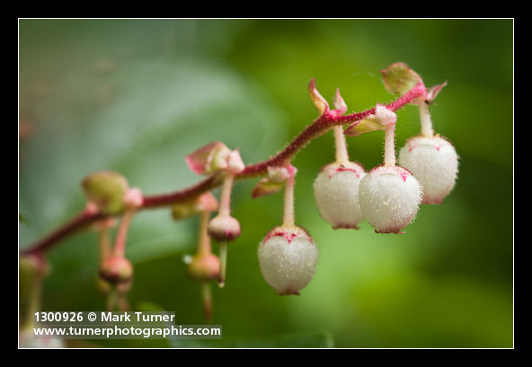 Salal blossoms
