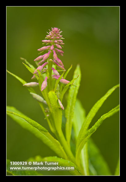 Fireweed buds detail