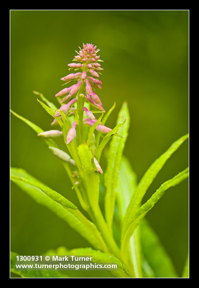 Fireweed buds detail