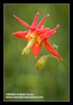 Columbine blossom detail
