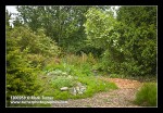 Mass of Columbine, Sulphur Flower on mound, framed by Highbush Cranberry, Shining Oregon-grape, Western Redcedar