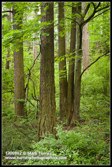 Douglas-firs, Bigleaf Maple trunks
