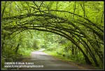 Siberian Elm arch over Arboretum Drive