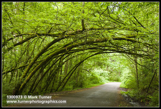 Siberian Elm arch over Arboretum Drive