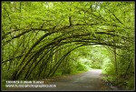 Siberian Elm arch over Arboretum Drive
