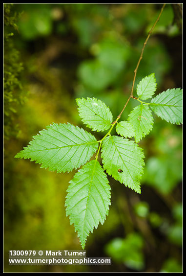 Siberian Elm foliage