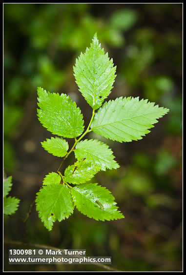 Siberian Elm foliage