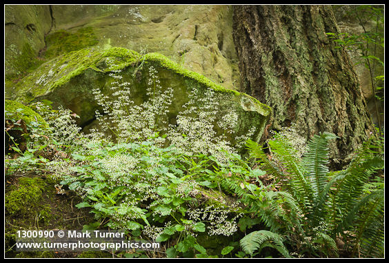 Small-flowered Alumroot, Sword Fern at base of sandstone cliff & Douglas-fir trunk