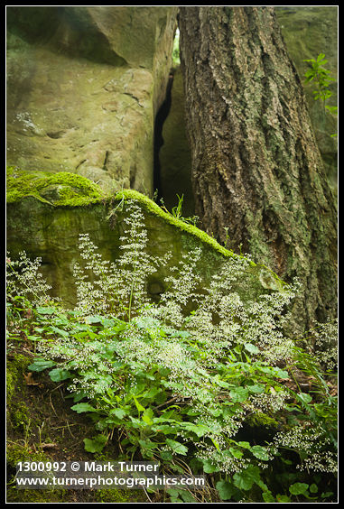 Small-flowered Alumroot at base of sandstone cliff & Douglas-fir trunk
