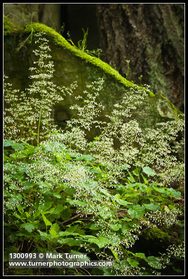 Small-flowered Alumroot