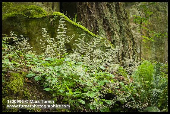 Small-flowered Alumroot, Sword Fern at base of sandstone cliff & Douglas-fir trunk