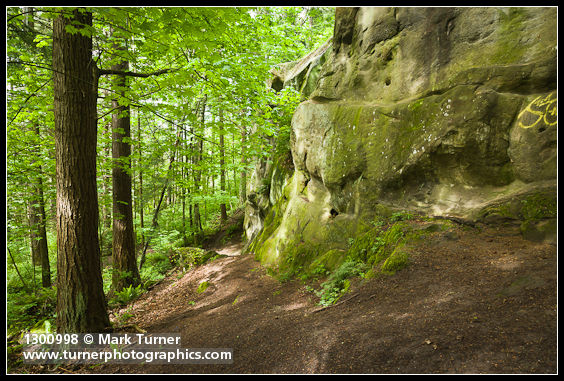 Douglas-firs, Bigleaf Maples at base of Chuckanut formation sandstone cliff