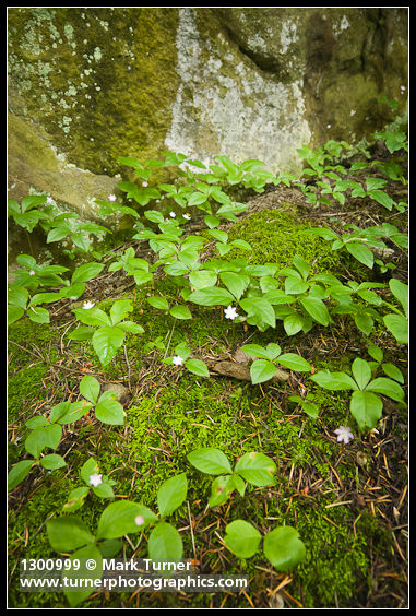 Starflowers among moss at base of sandstone cliff