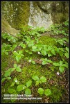 Starflowers among moss at base of sandstone cliff