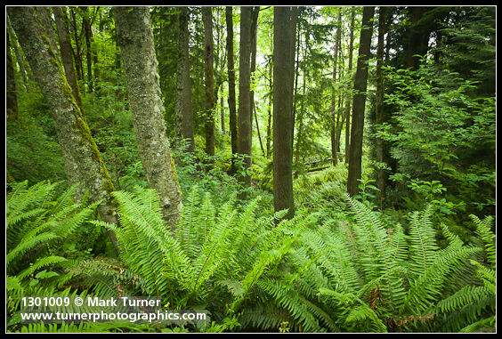 Sword Ferns at base of Red Alders & Douglas-firs