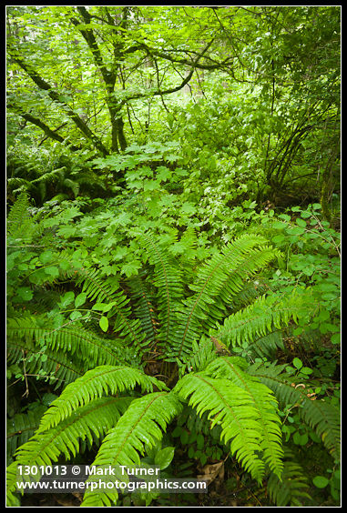 Sword Fern among Vine Maple foliage