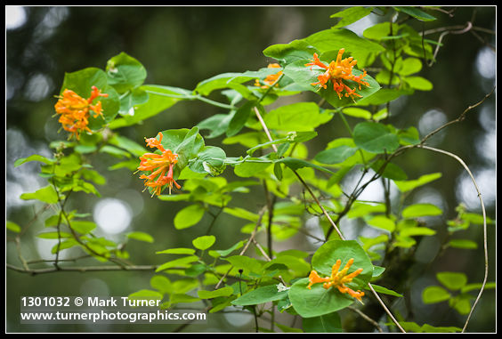 Orange Honeysuckle