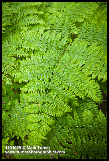 Bracken Fern