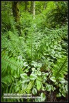 Invasive Yellow Archangel foliage at base of Sword Fern