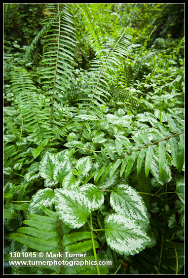 Invasive Yellow Archangel foliage at base of Sword Fern