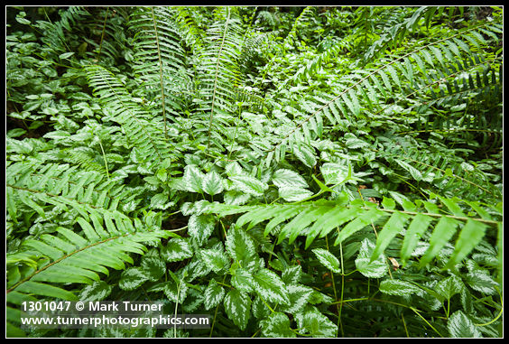 Invasive Yellow Archangel foliage at base of Sword Fern