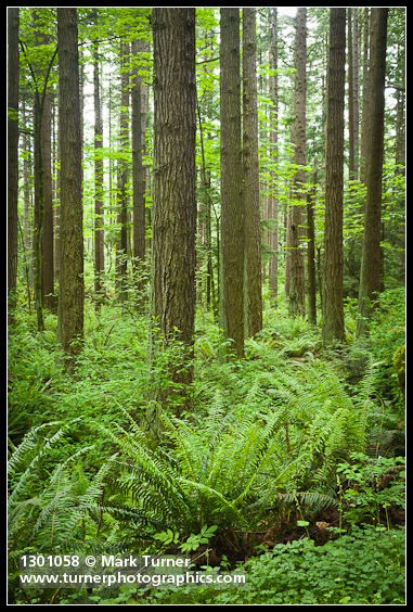 Douglas-fir trunks w/ Sword Ferns at base, Indian Plum in understory