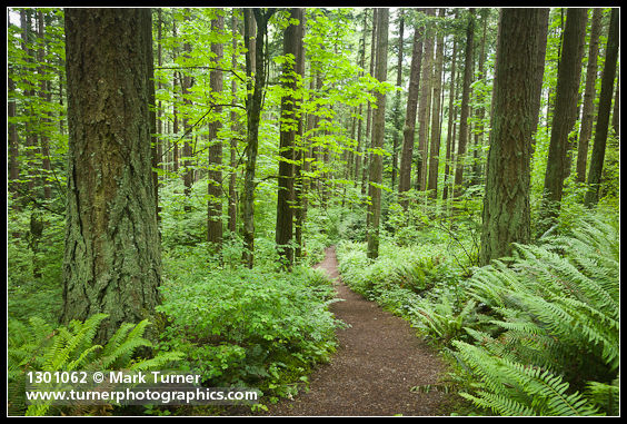 Forest trail through Douglas-firs, Bigleaf Maples, Sword Ferns