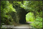 Tunnel through Chuckanut sandstone