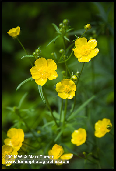 Swamp Buttercup blossoms
