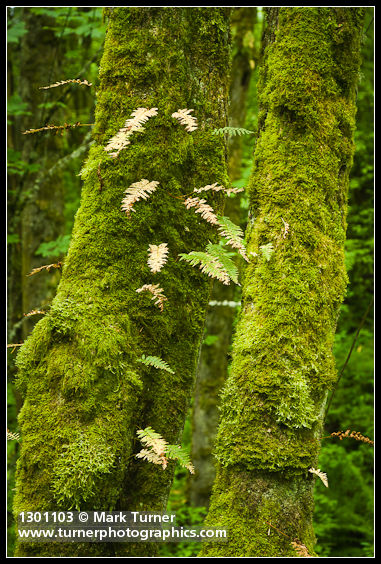 Summer-deciduous Licorice Ferns on moss-covered Bigleaf Maple trunks