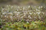Spring Whitlow-grass w/ raindrops