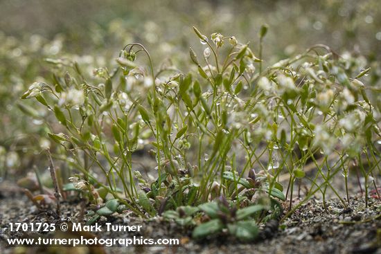 Spring Whitlow-grass w/ raindrops