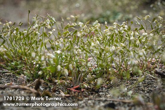 Spring Whitlow-grass w/ raindrops