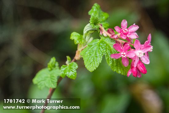 Red-flowering Currant blossoms & foliage