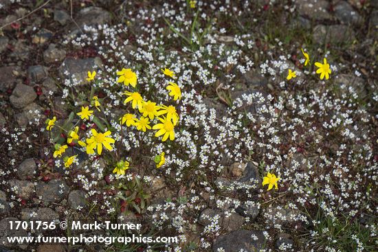 Gold Stars among Spring Whitlow-grass