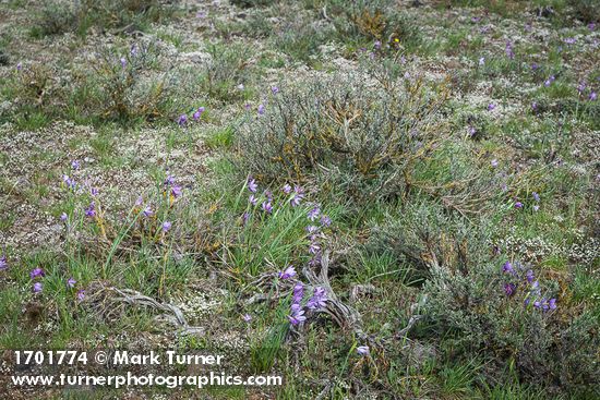 Grass Widows, Spring Whitlow-grass among Sagebrush