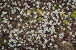 Spring Whitlow-grass