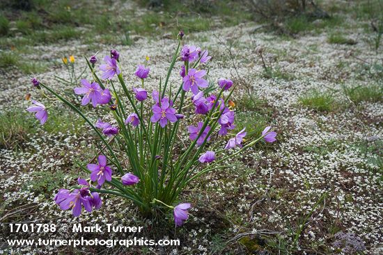 Grass Widows, Spring Whitlow-grass