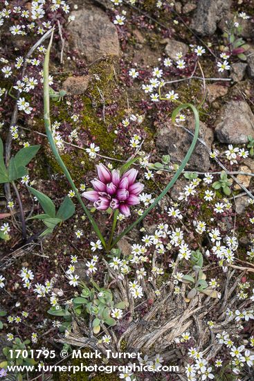 Scilla-like Onion among Spring Whitlow-grass