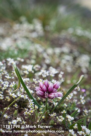 Scilla-like Onion among Spring Whitlow-grass