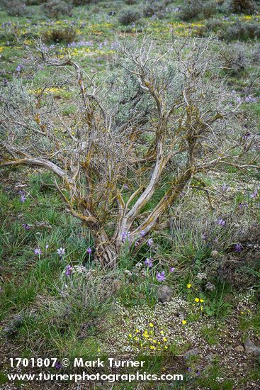 Grass Widows, Spring Whitlow-grass, Gold Stars, Giant-seed Lomatium among Sagebrush