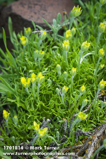 Hornseed Buttercup