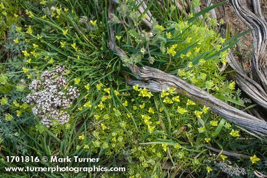 Hornseed Buttercup w/ Giant-seeded Lomatium