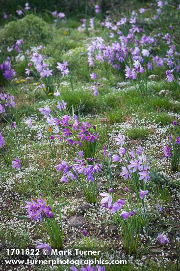 Grass Widows among Spring Whitlow-grass