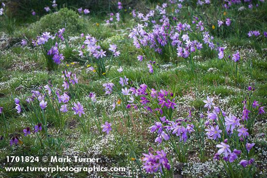 Grass Widows among Spring Whitlow-grass