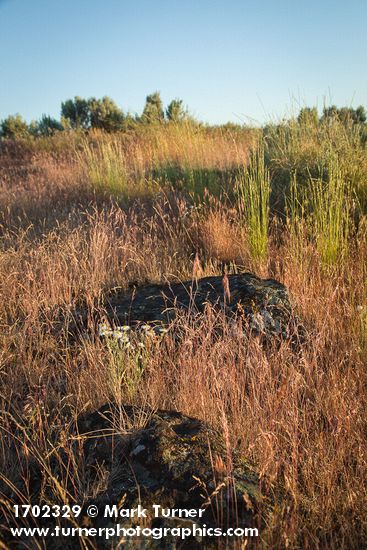 Cushion Fleabane among Cheatgrass w/ Bluebunch Wheatgrass
